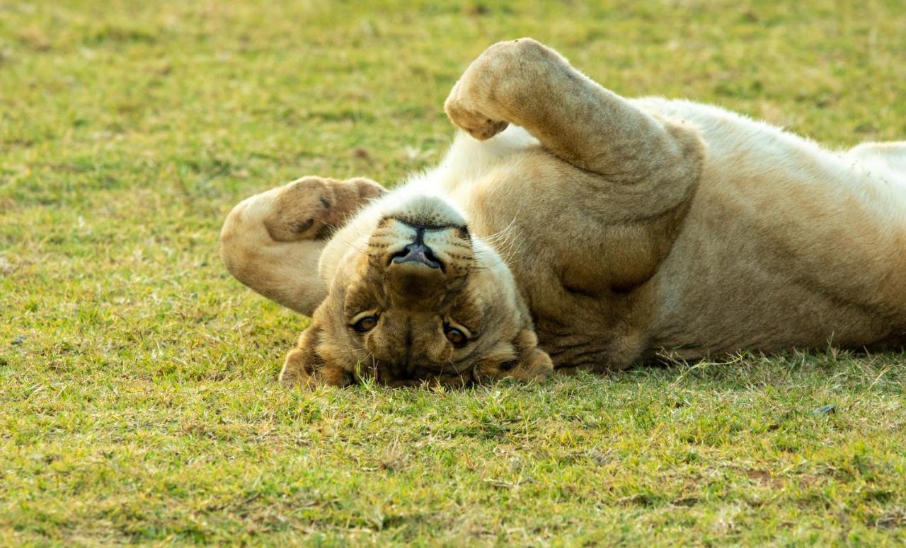 Nungubane Game Lodge Welgevonden Ngoại thất bức ảnh