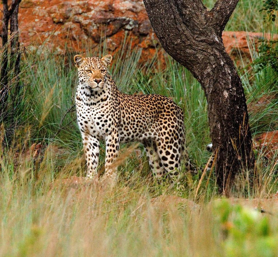 Nungubane Game Lodge Welgevonden Ngoại thất bức ảnh