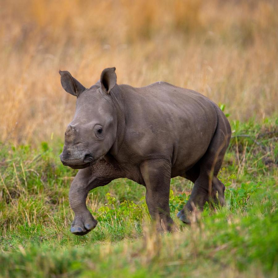 Nungubane Game Lodge Welgevonden Ngoại thất bức ảnh