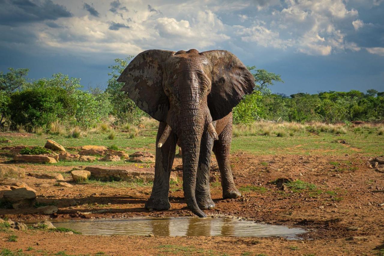 Nungubane Game Lodge Welgevonden Ngoại thất bức ảnh