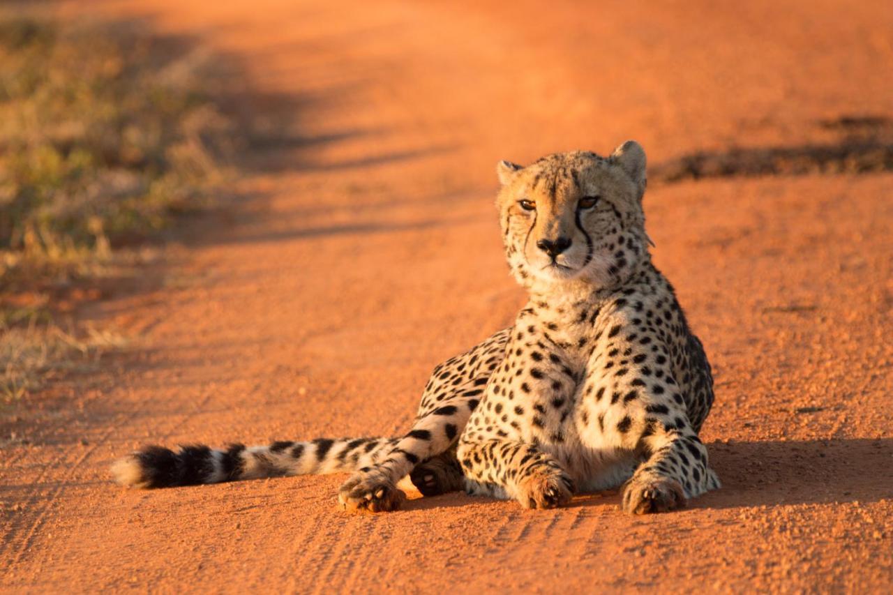Nungubane Game Lodge Welgevonden Ngoại thất bức ảnh